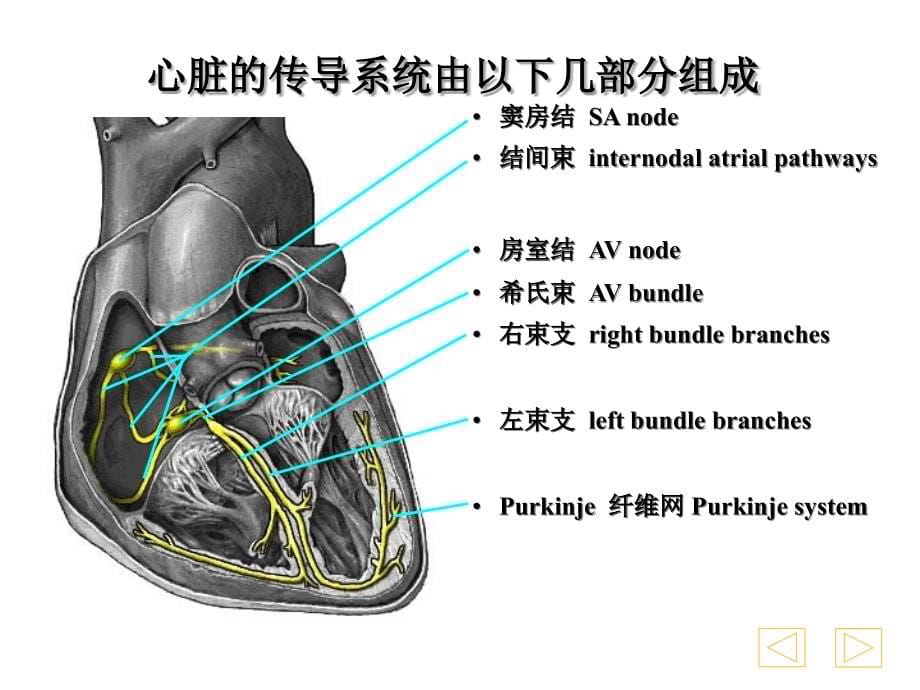 心电图学教学PPT(彩图完整版、免积分、完美奉献!)_第5页