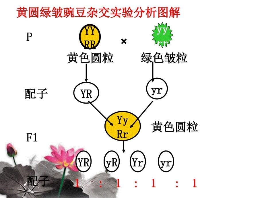 孟德尔豌豆杂交实验二_第5页