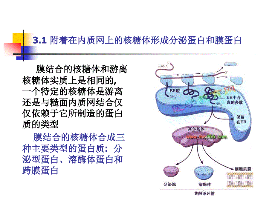 高级生物化学chapter 03 Protein targeting(in Chinese)_第2页