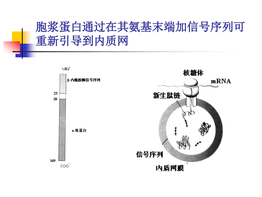 高级生物化学chapter 03 Protein targeting(in Chinese)_第4页