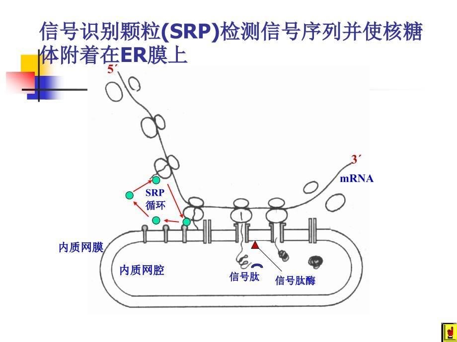 高级生物化学chapter 03 Protein targeting(in Chinese)_第5页