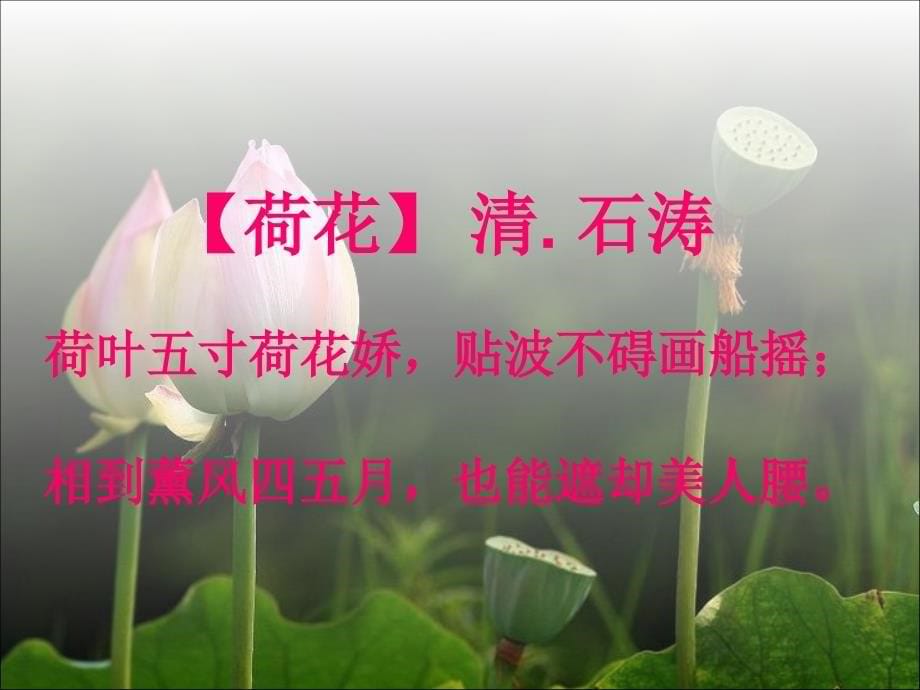 福建省福清市红博中学八年级语文 诗情画意系列51 荷课件_第5页