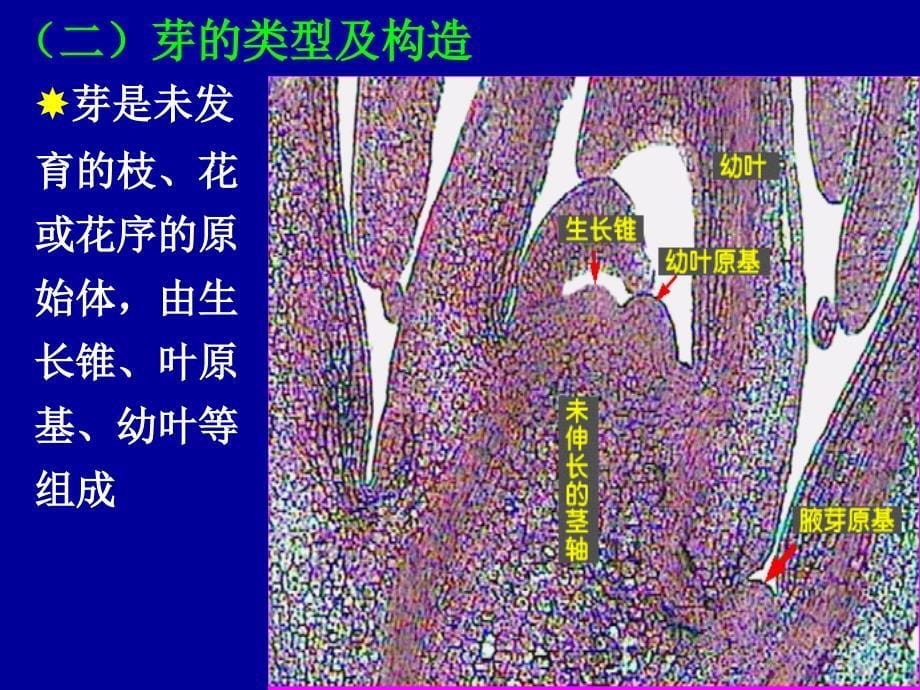 植物体的形态结构与发育(茎)_第5页