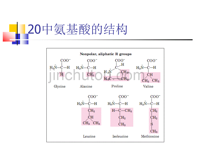 生物化学 第二章 蛋白质化学2_第3页