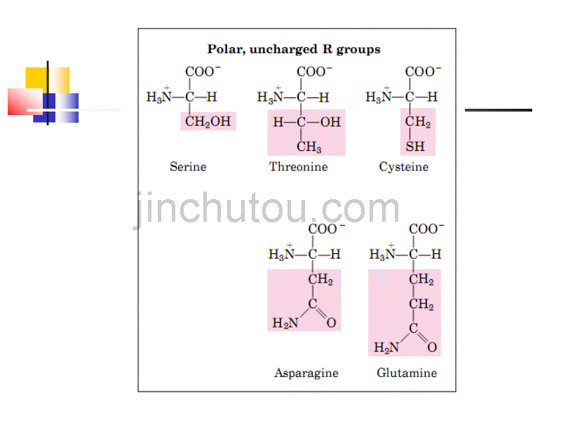 生物化学 第二章 蛋白质化学2_第4页