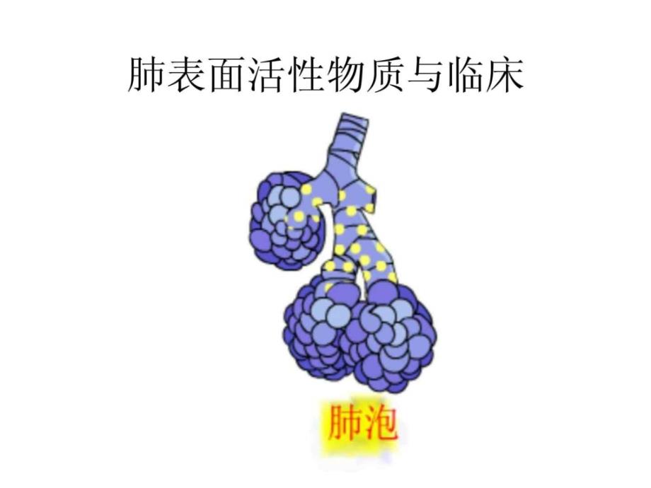 第二节 肺表面活性物质与临床_第1页