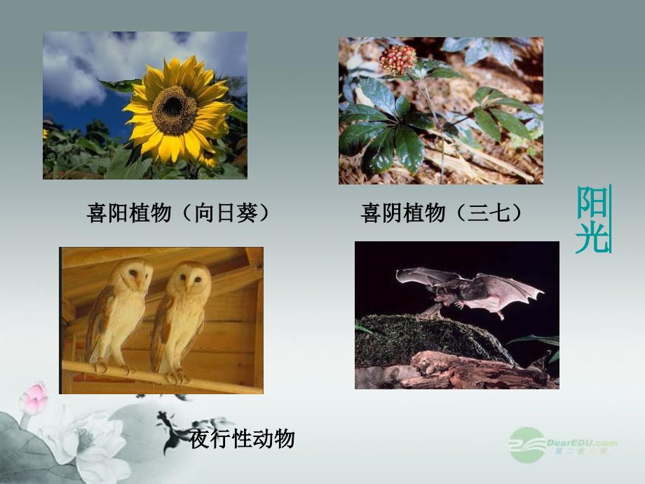 七年级生物上册 第二章 第二节 环境影响生物的生存课件 苏科版_第3页