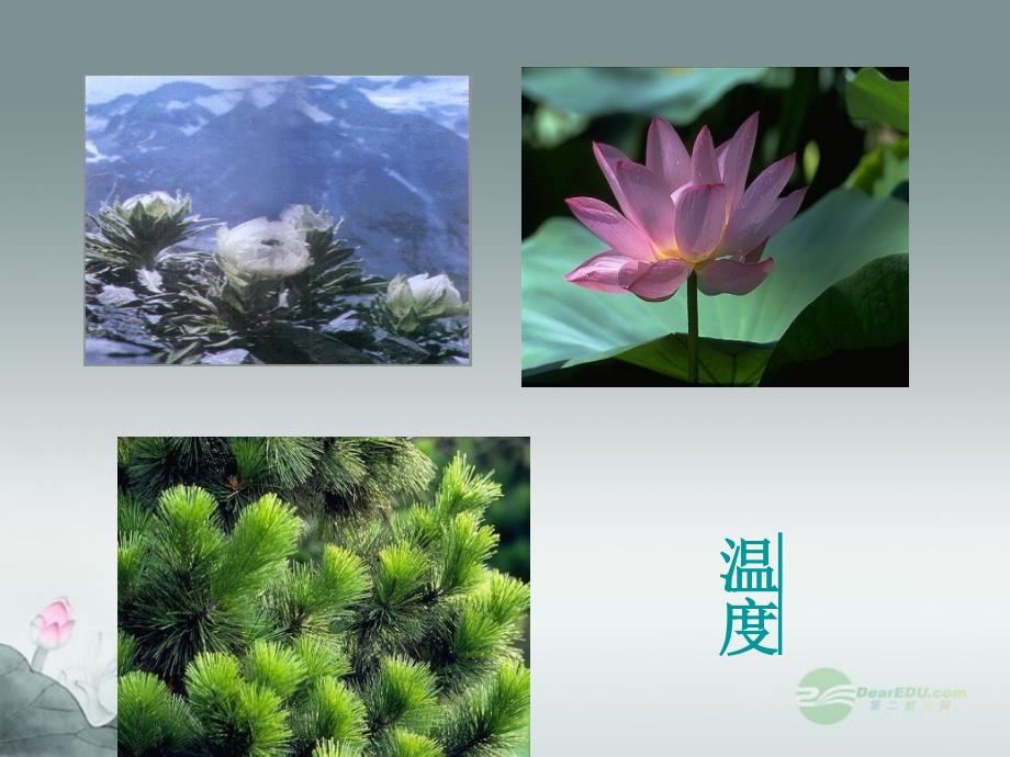 七年级生物上册 第二章 第二节 环境影响生物的生存课件 苏科版_第4页