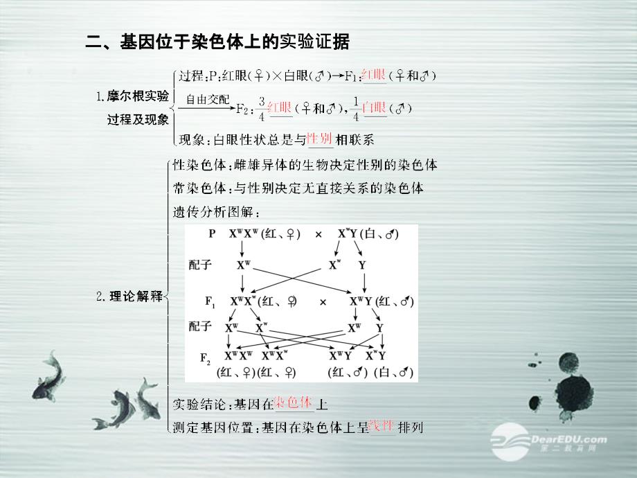 【优化探究】2014届高考生物总复习 2-2-2基因在染色体上与伴性遗传配套课件 新人教版必修2_第3页