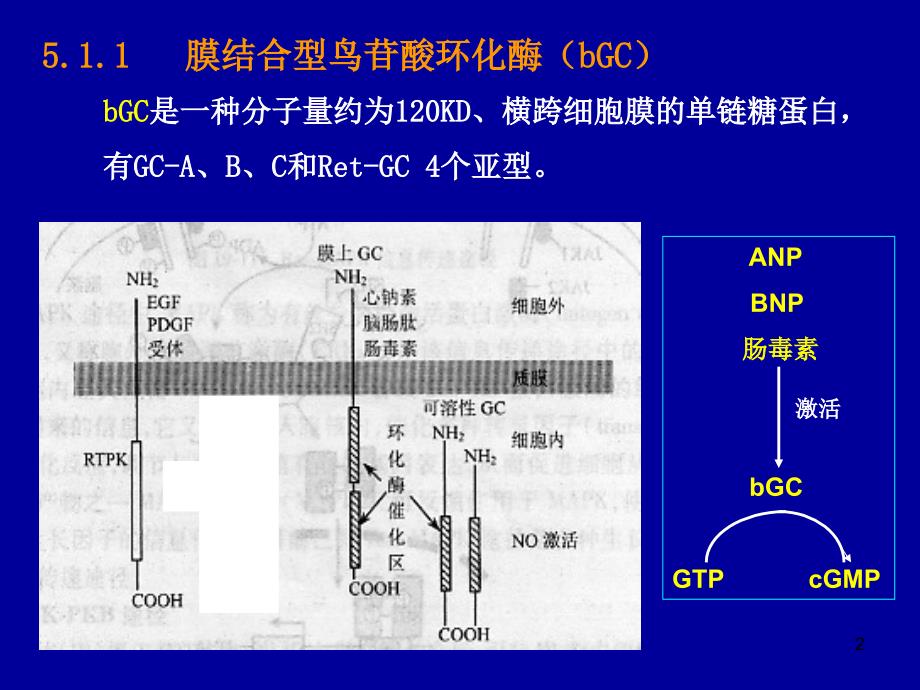 生物化学 细胞内信息传递途径3_第2页