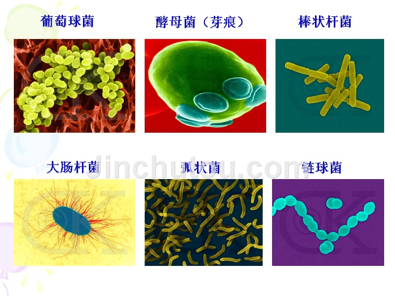 微生物基础知识培训_第4页