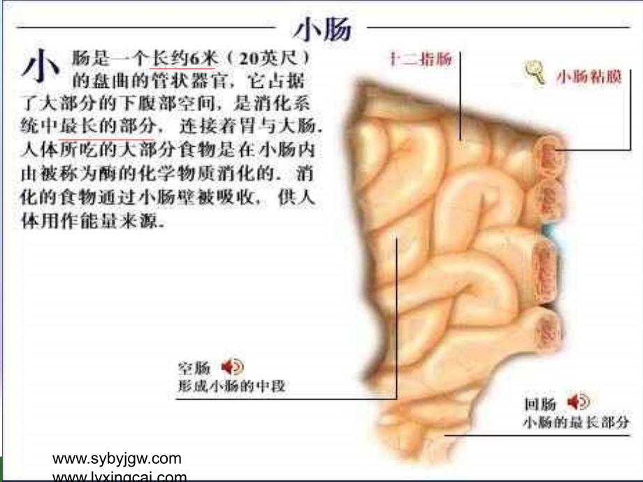 鄂教版科学八下《食物的消化与吸收》_第3页