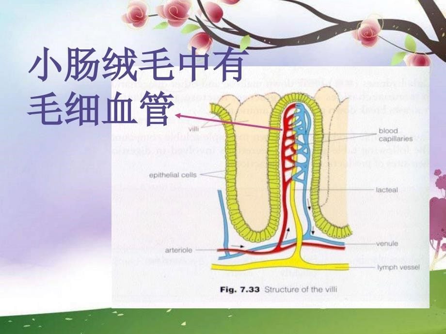 鄂教版科学八下《食物的消化与吸收》_第5页