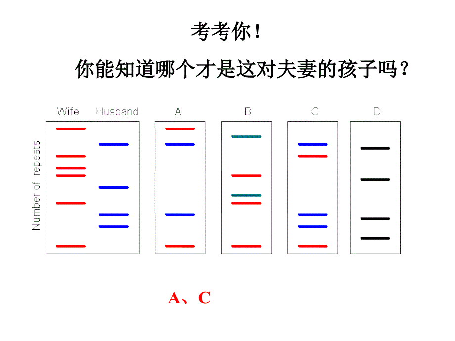 必修1-02-03遗传信息的携带者—核酸_第4页