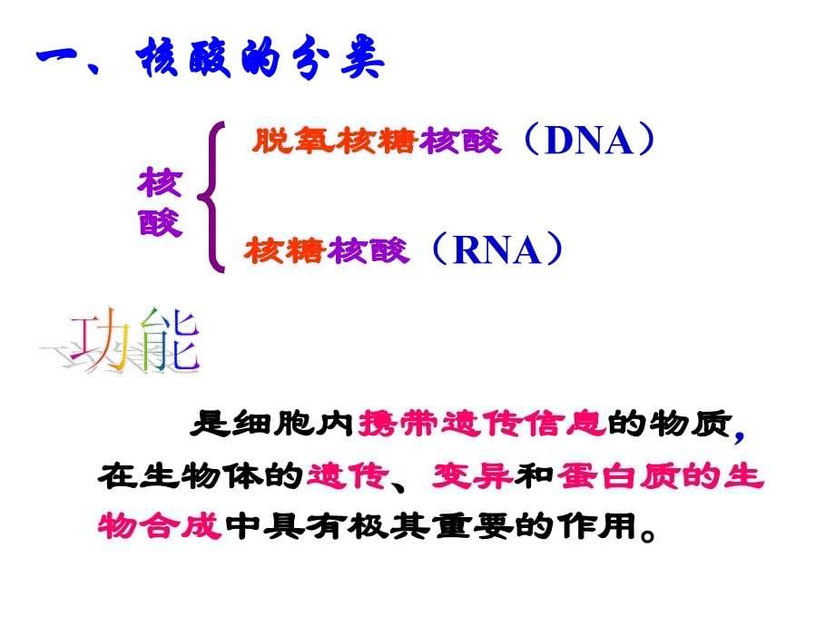 必修1-02-03遗传信息的携带者—核酸_第5页