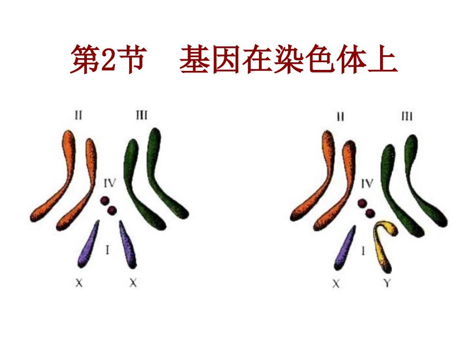 简版基因在染色体上和伴性遗传_第1页