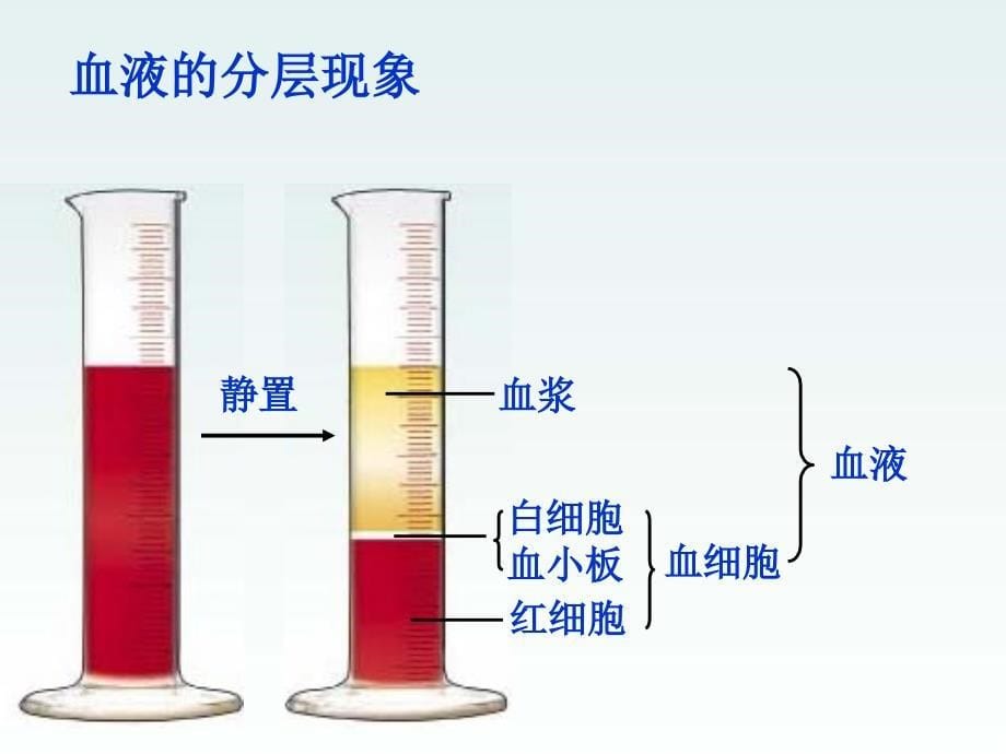 生物：人体内的物质运输复习课件(济南版七年级下)_第5页