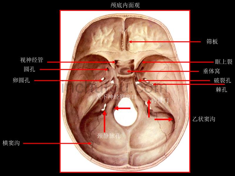 标本考试辅导HJ0613_第3页