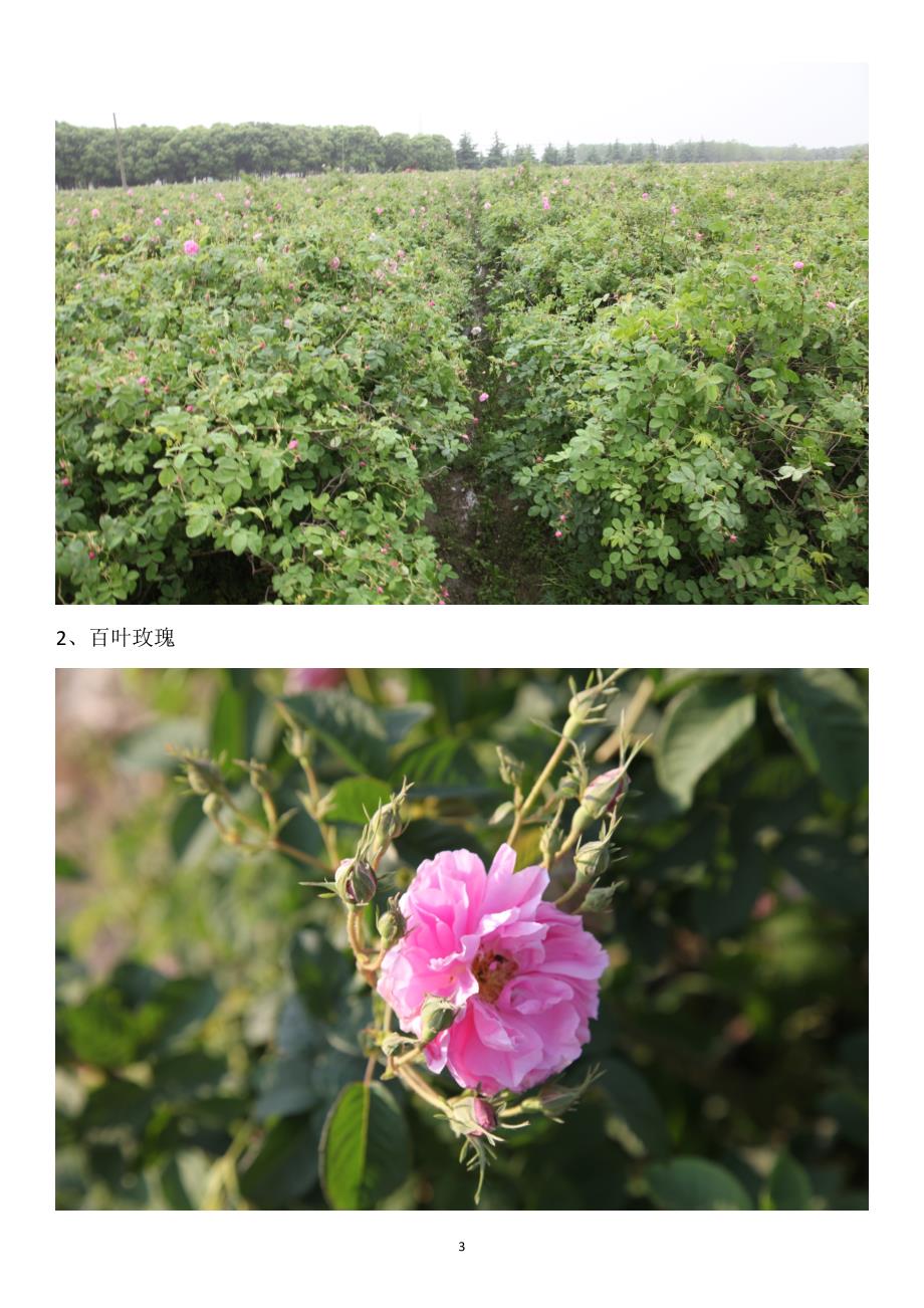 玫瑰专家告诉你玫瑰蔷薇月季之间的关系及区别(图片版)_第3页