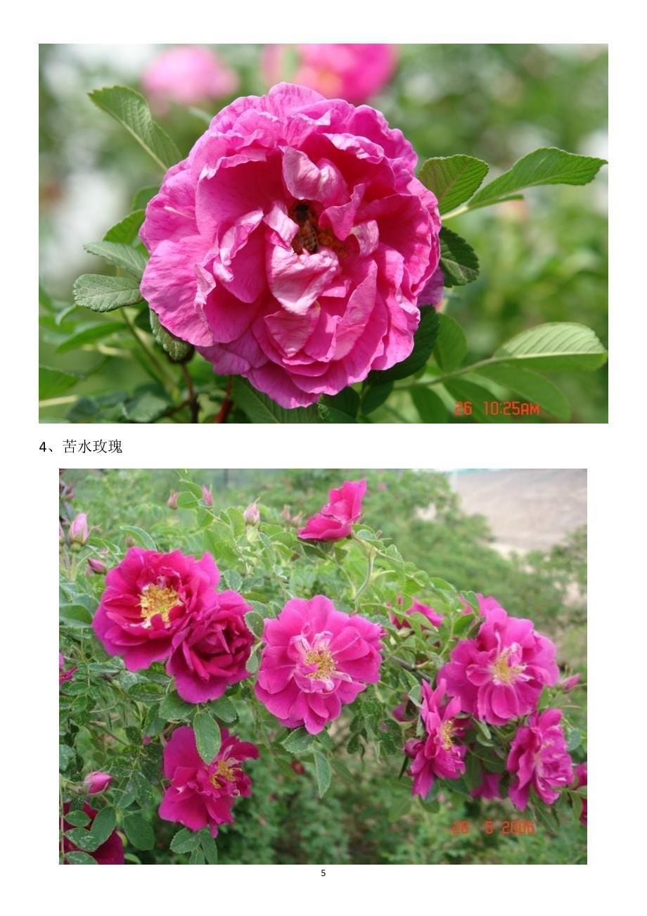 玫瑰专家告诉你玫瑰蔷薇月季之间的关系及区别(图片版)_第5页