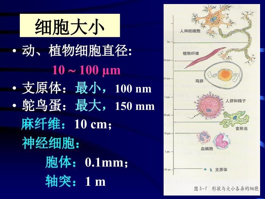 细胞的基本形态结构与功能_第5页