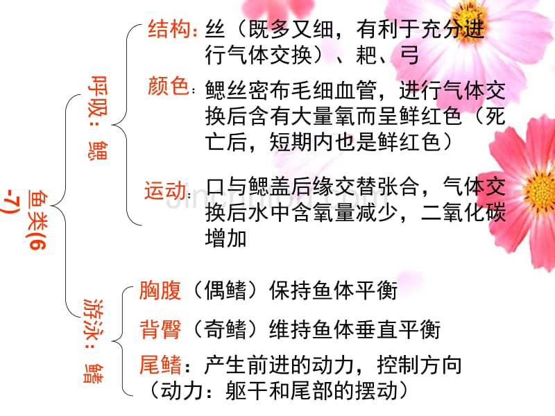 zr生物八年级总复习上册1_第4页