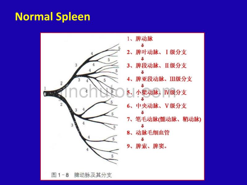 脾脏病变概述-专题讲座_第5页