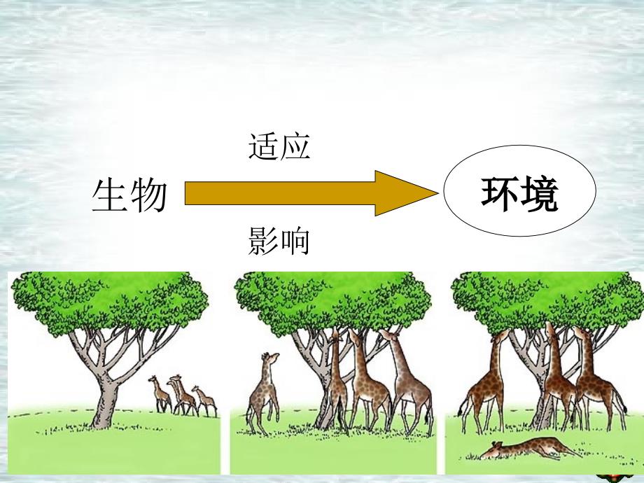 七年级上册第二章第三节生物对环境的适应和影响_第2页