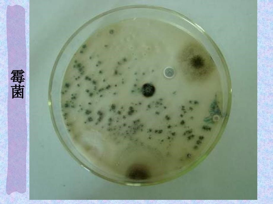 八年级生物第四章第一节细菌和真菌的分布课件上课用_第5页