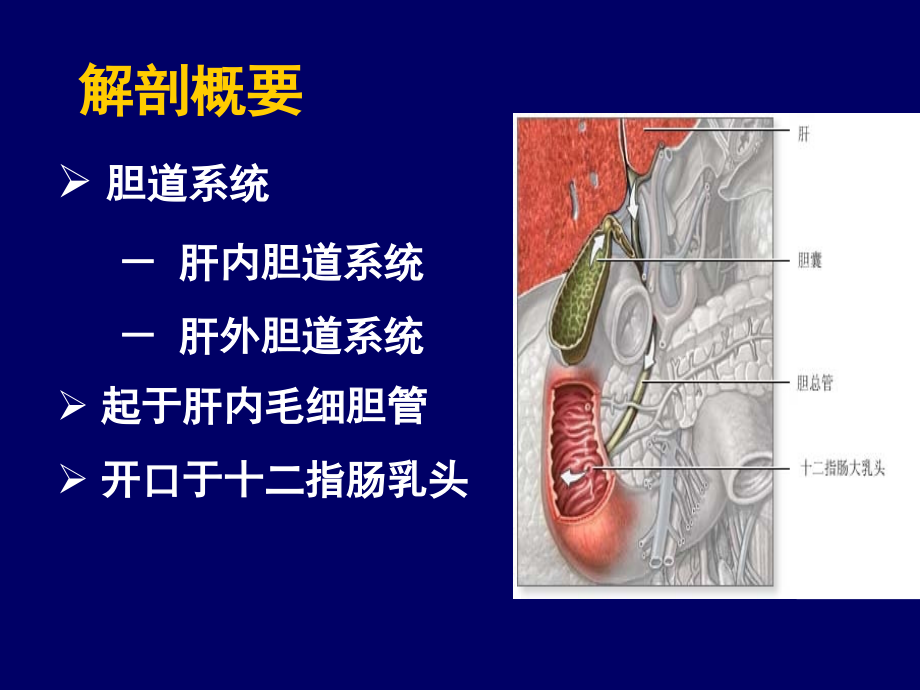 胆道疾病病人的护理_第2页