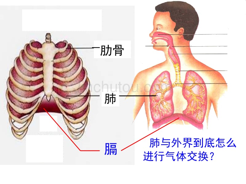 七年级生物发生在肺内的气体交换4_第4页