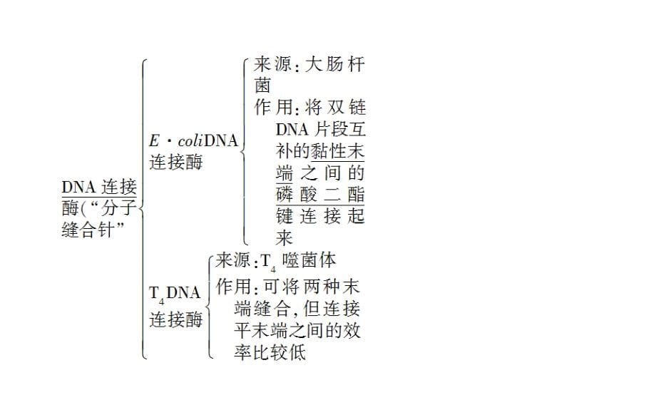 【师说】2015高考生物一轮复习课件：选3 专题一 基因工程_第5页