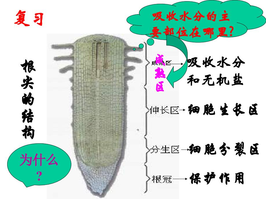 七年级生物水分进入植物体内的途径2_第2页