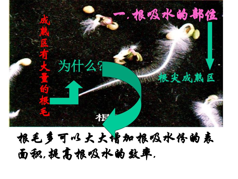 七年级生物水分进入植物体内的途径2_第3页