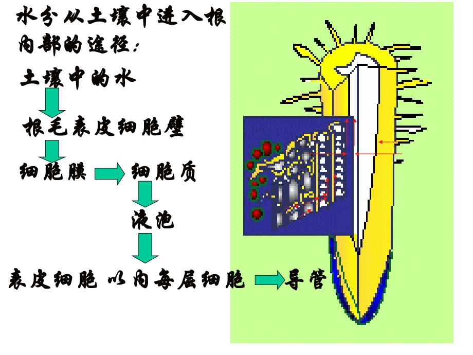 七年级生物水分进入植物体内的途径2_第4页