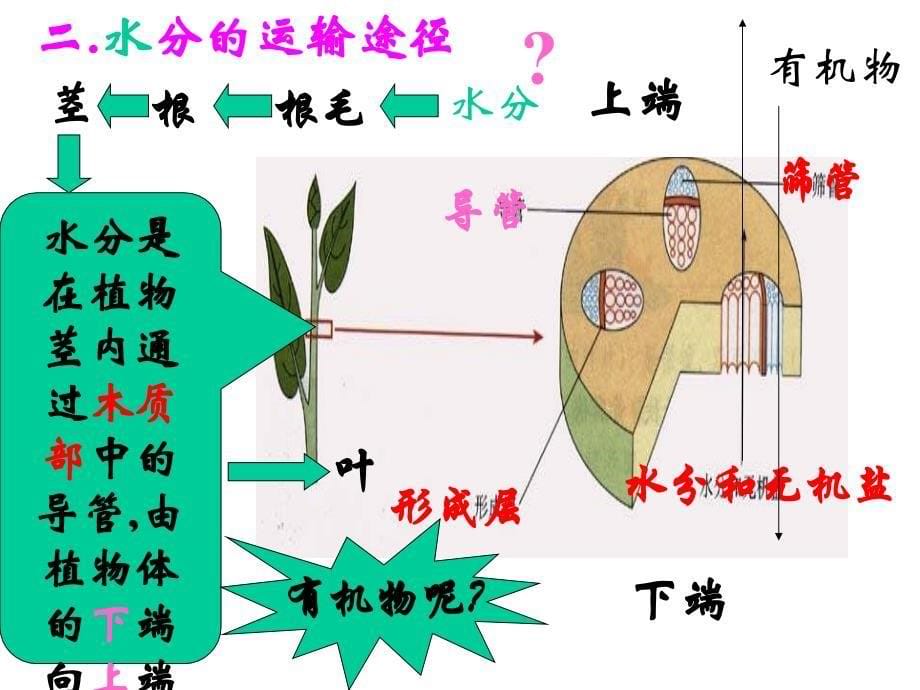 七年级生物水分进入植物体内的途径2_第5页