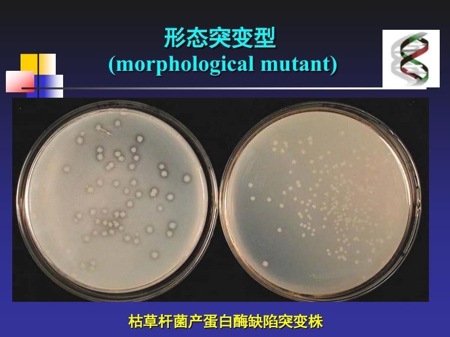 上海交通大学-环境微生物-微生物的变异_第5页