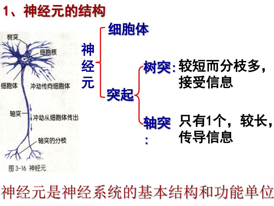 八年级生物_神经调节(第3课时)ppt_第4页