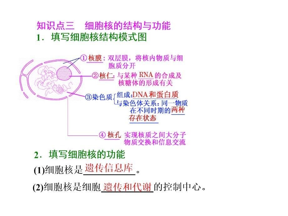 细胞膜与细胞核(含生物膜的流动镶嵌模型)_第5页