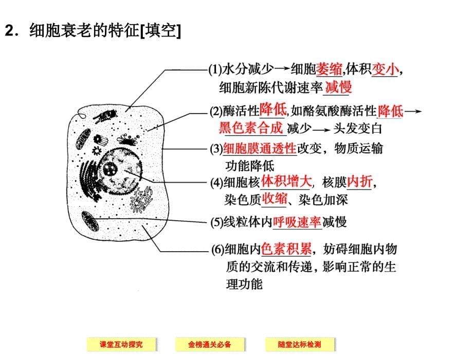 高中生物人教版必修一上篇第6章第4节细胞的衰老和凋亡细胞的癌变_第5页