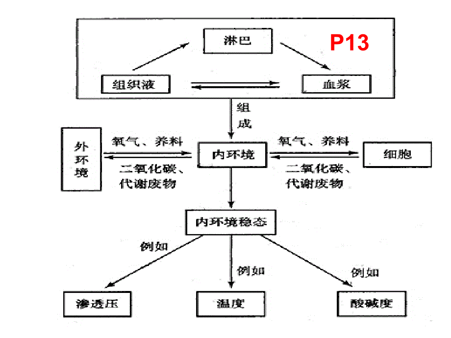 [文科会考]参与福建生物会考考纲编写老师的PPT：必修3第2章1神经系统的调节(高二文科上课)_第4页