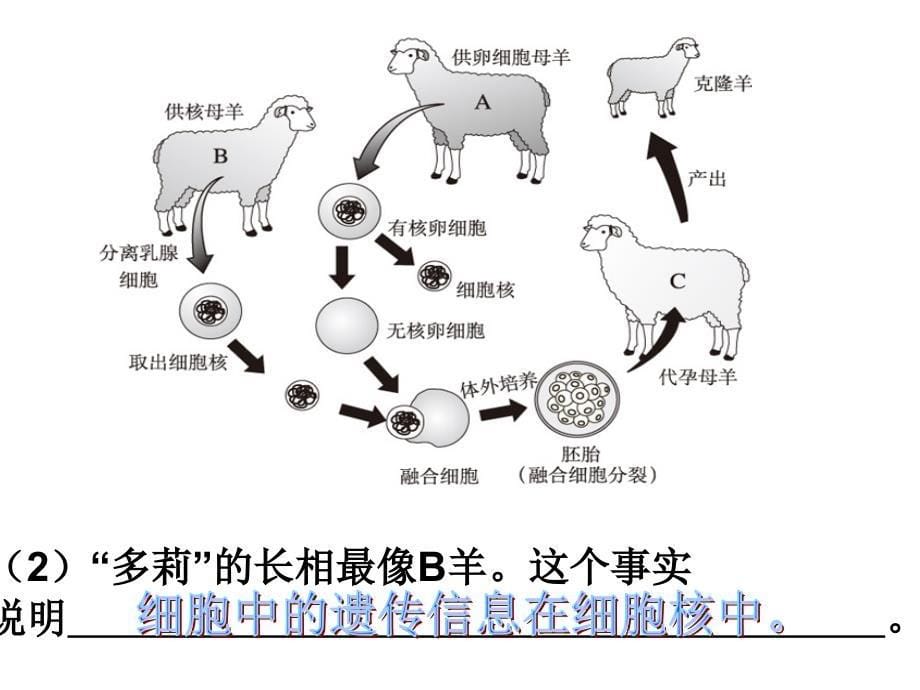 初中生物中考专题(图)复习[1][1]_第5页