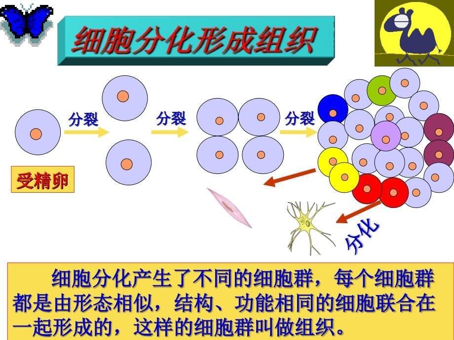 九年级 生物体的结构层次 复习课_第5页