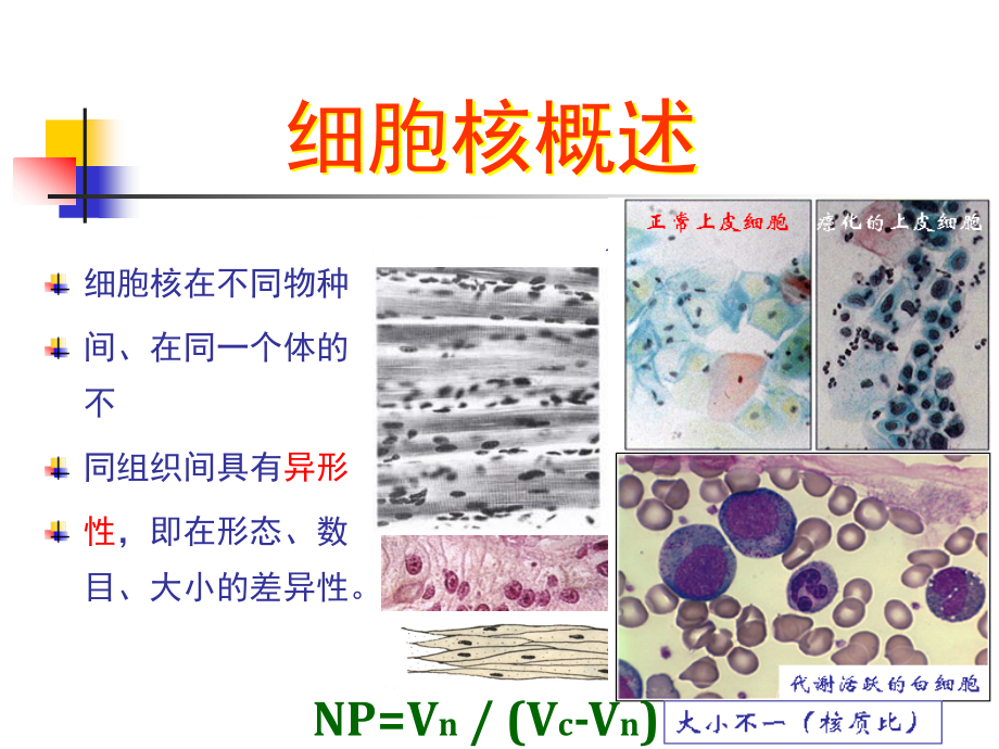 医学细胞生物学第八章 细胞核和染色体_第4页