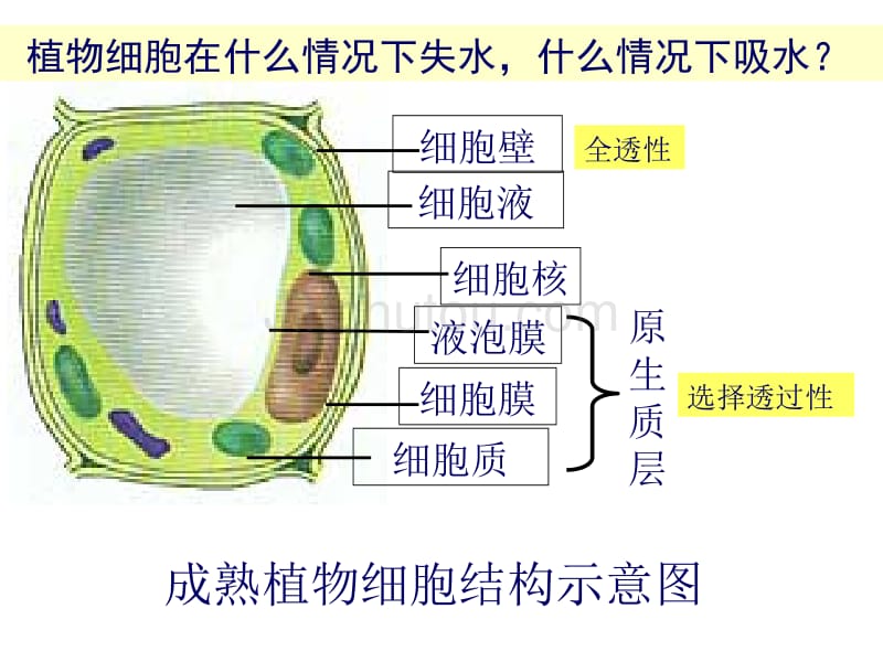 物质跨膜运输的实例_第5页