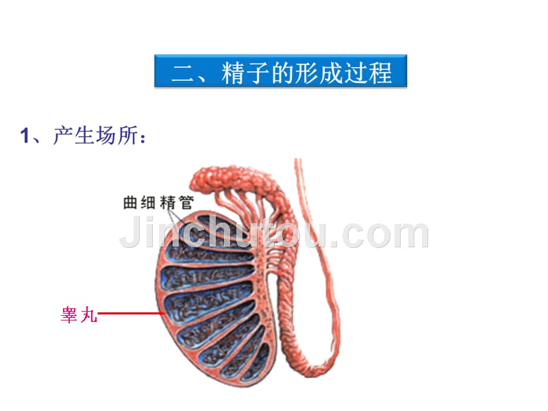 广东省梅州市五华县城镇中学高一生物必修2课件：减数分裂和受精作用_第5页