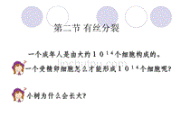 上海高中生物教师教案——有丝分裂