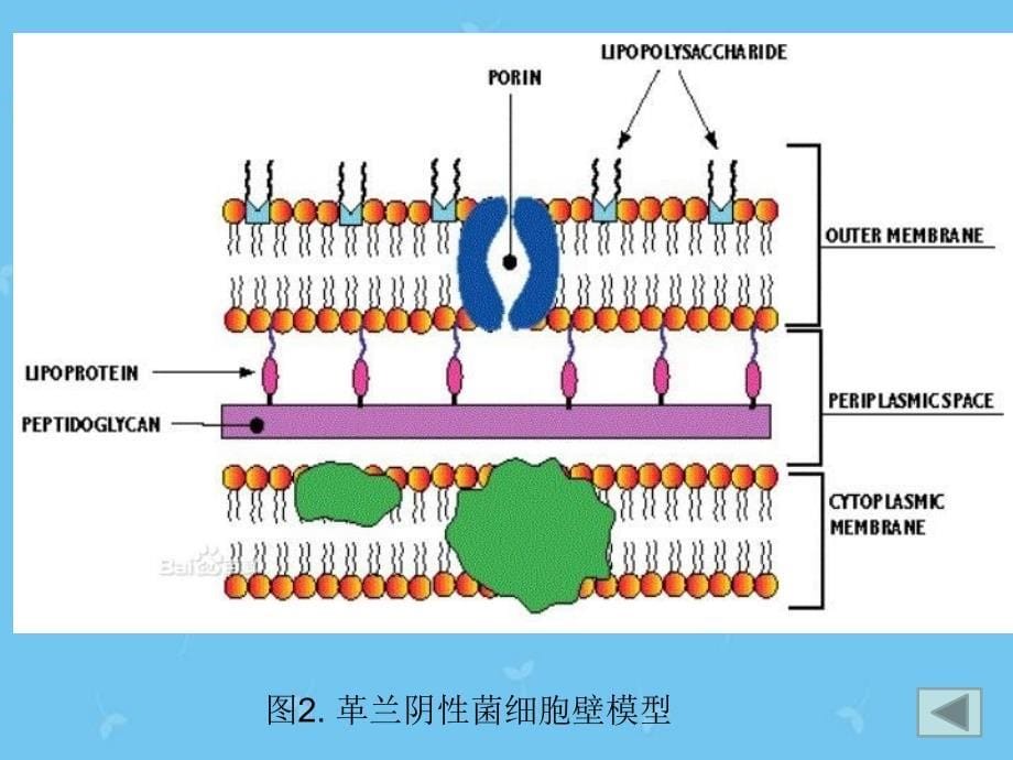 细菌的抗吞噬作用_第5页