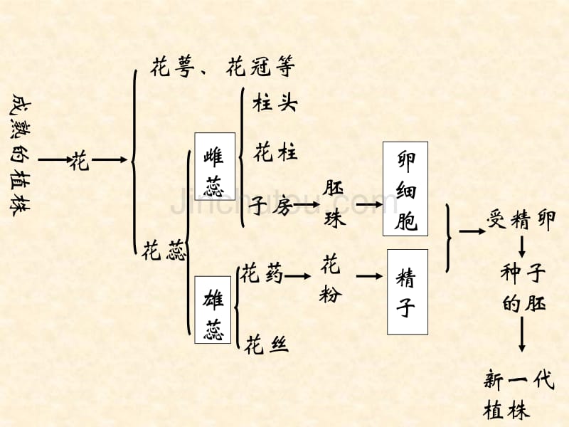 八年级生物下册_第7单元第1章第1节植物的生殖课件_人教新课标版_第4页