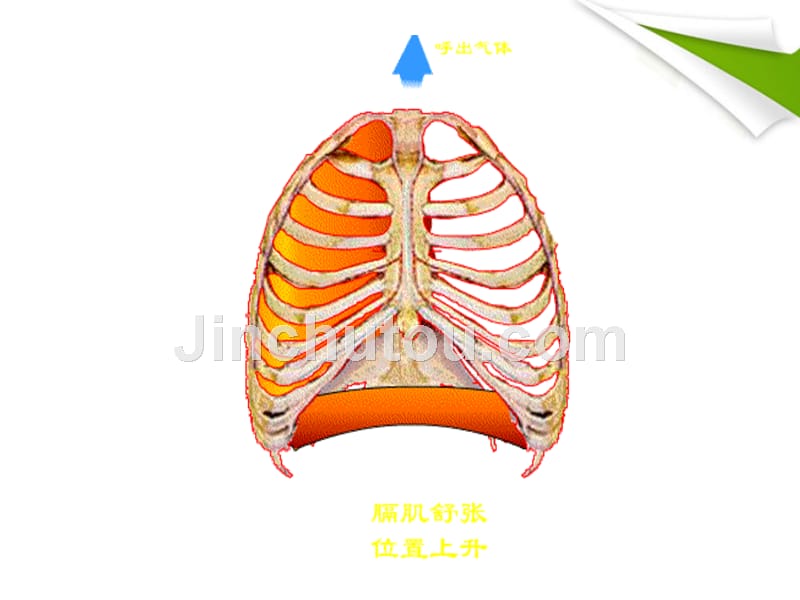 七年级生物上册 第二节 发生在肺内的气体交换2课时课件_第4页